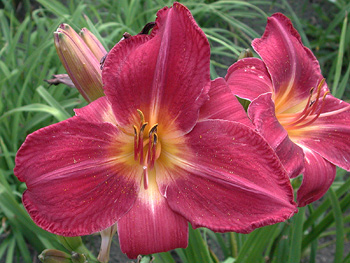 daylilies: RED VOLUNTEER