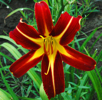 daylilies: RENAISSANCE