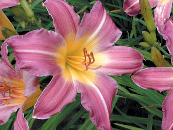 daylilies: RIPE GRAPES (VT)