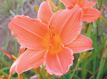 daylilies: ROSE PERSIMMON (VT)
