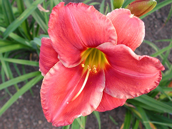 daylilies: RUBY SPICE