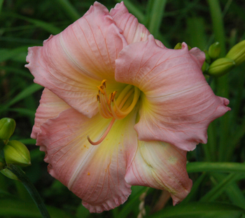 daylilies: BIRTHDAY CARD