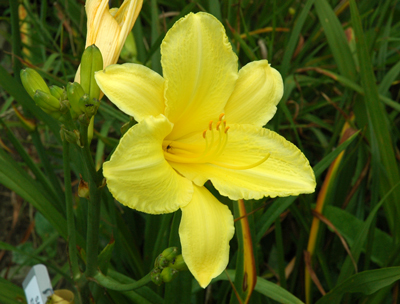 daylilies: SANDRA ELIZABETH
