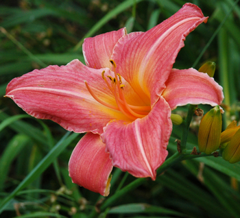 daylilies: SAVIOR (VT)