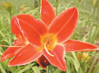daylilies: SCREECH OWL