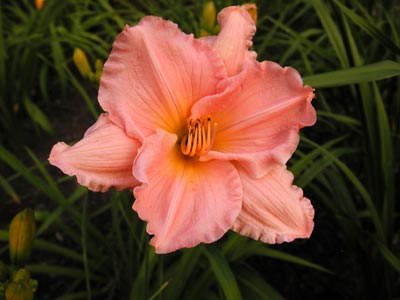 daylilies: SECOND THOUGHTS
