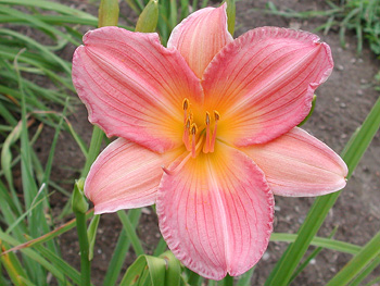 daylilies: SEPTEMBER STAR (VT)