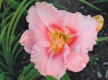 daylilies: SILOAM RIBBON CANDY