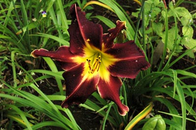 daylilies: BLACK STRAP
