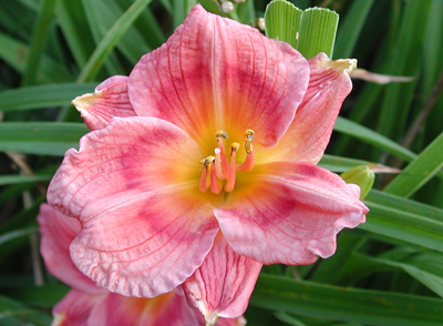 daylilies: SILOAM VALENTINE