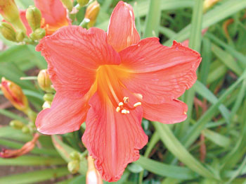 daylilies: SPARKIE