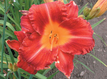 daylilies: SPIKEY RED (VT)