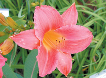 daylilies: STORMY MAUVE (VT)