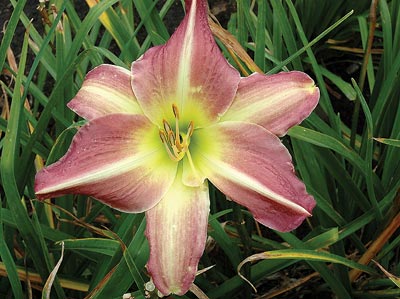 daylilies: SWIRLING STRIPE (VT)