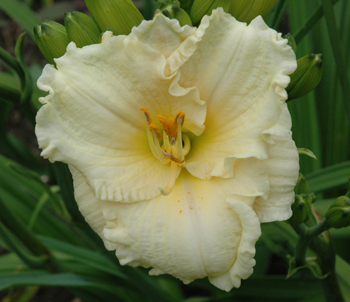 daylilies: THREE CHEERS