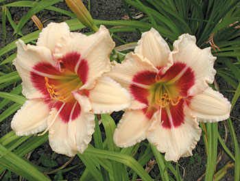 daylilies: TODD MONROE
