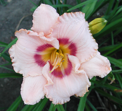 daylilies: TRUE GRIT