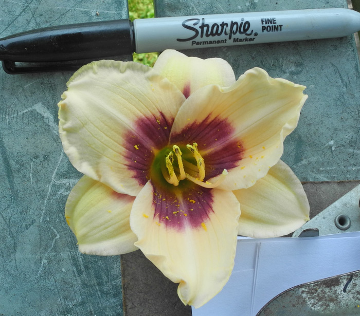 OLALLIE EDY'S CIRCUS (46-07)