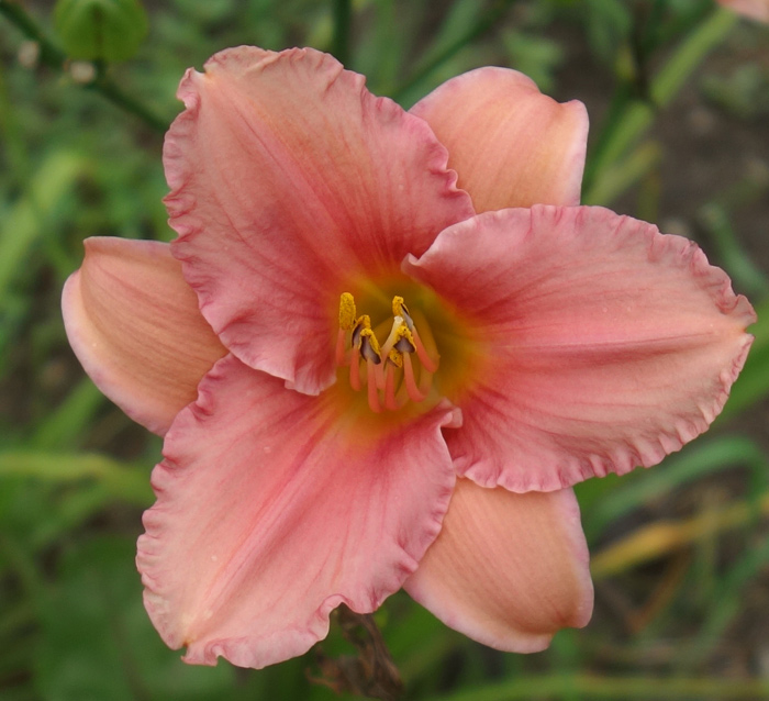 OLALLIE BRENNA LYNN RYAN (27-11)