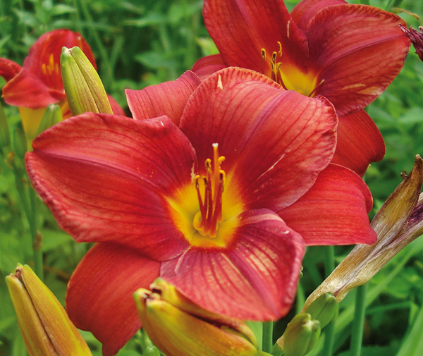 olallie-diane-elaine-1-8-9-19-11