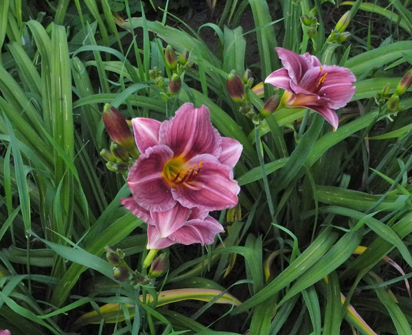 olallie-mai-oh-mai-600px