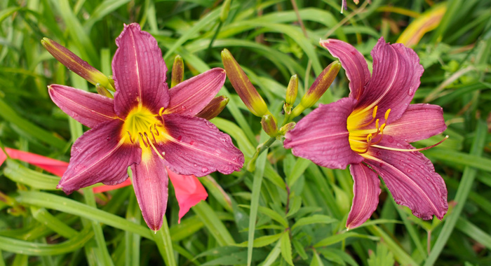 OLALLIE PURPLE PASSION