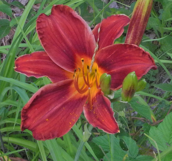 olallie-star-of-noelle