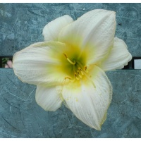 OLALLIE FIRST LIGHT (5-07) (VT)