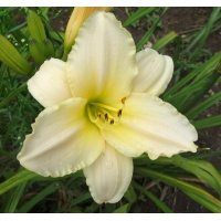 OLALLIE SUZANNE REVEILLAUD (1-15-2016)