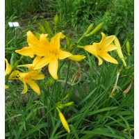 OLALLIE LILY LOU (10-12)
