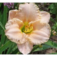 Siloam Pink Petite