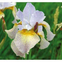 Iris siberica SALAMANDER CROSSING