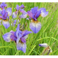 Iris siberica FROSTED CRANBERRY