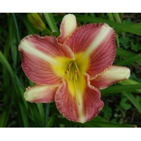 OLALLIE MAUREEN'S GARDEN (2007-2) (VT)