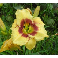 OLALLIE JEANINE'S PRIDE (24-13) (VT)