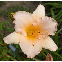 OLALLIE SYLVIA CLEVELAND (27-05)
