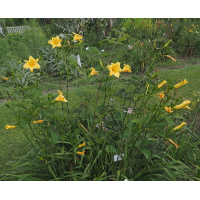 276-21-clump-600px