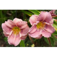 OLALLIE COLLEEN CODY (29-05)