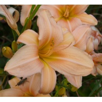 OLALLIE BEEBA'S BEAUTY (37-05) (VT)