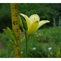 39-07-measure-600px_1081693545