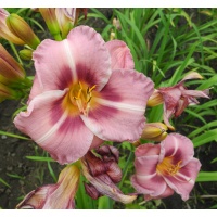OLALLIE RAY'S LOVE (4-05)