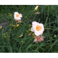 OLALLIE CAROL BECVAR (50-07)