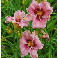 OLALLIE BUSIA (51-07)