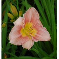 OLALLIE MOTHER OF MINE (52-07)
