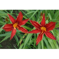 OLALLIE LATE RED