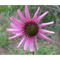 2nd year Echinacea purpurea