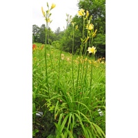 Daylily Clumps 2015: 69-07