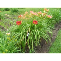 Daylily Clumps 2015: BASHFUL (VT)