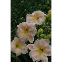 Daylily Scapes: BARBARA MITCHELL