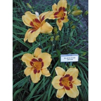 Daylily Scapes: BLACK EYED SUSAN